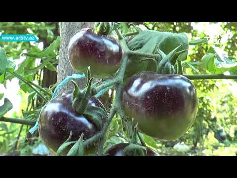 Video: Qara pomidor, sortlar: 