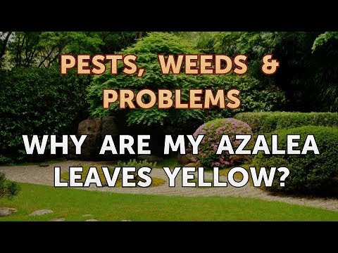 Why Are My Azalea Leaves Yellow?