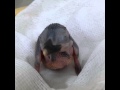 view Micronesian Kingfisher Chick Hatches: Total of 129 Birds in Existence digital asset number 1