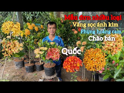 08/09-Mẫu đơn vàng sọc ánh kim,phụng hoàng cam,vàng sọc chào bán…/📲0356194139.Quốc