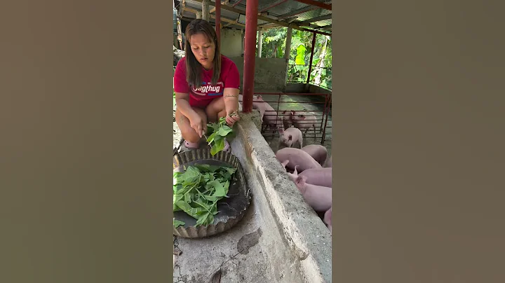 piglets mixed food #pig #pigfeed #pigbreeding #farming #hogger #pigfarming #farmer #animals