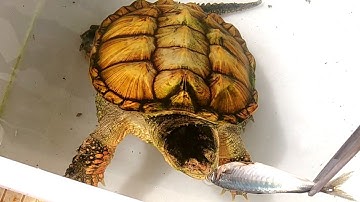 Cho Đàn Rùa Nước Ăn Cá Nục, Kỳ Đà Sannah Ăn Thịt Gà / Vũ Lê Channel