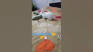 Noughty Little Baby Shortvideo My Cute Bunny 