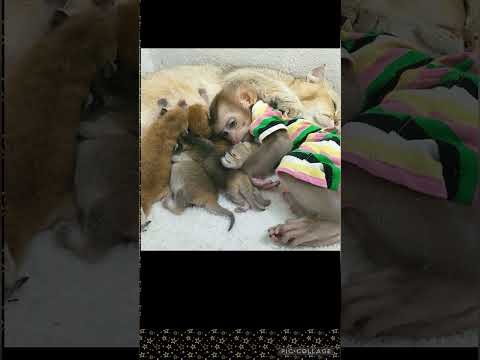 💔❤️‍🩹💞… #love #monkey