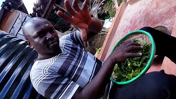 natural handrolled orthodox Black tea processing