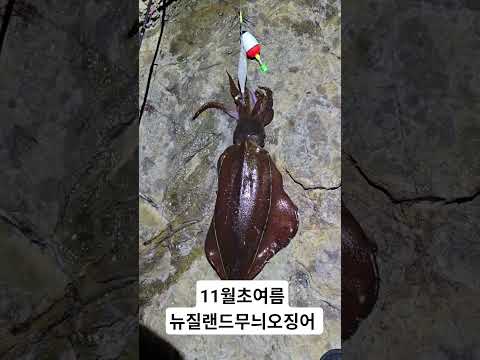 11월초여름에잡히는뉴질랜드무늬오징어 #오징어 #낚시 #fishing #squidfishing #무늬오징어 #오징어낚시 #무늬오징어낚시 #무늬오징어찌낚시 #도보포인트 #shorts
