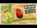 My village birds shot with nikon z8  4k indian birds