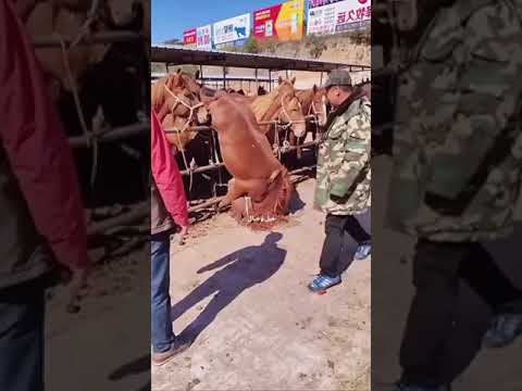 فيديو: موستانج الحصان