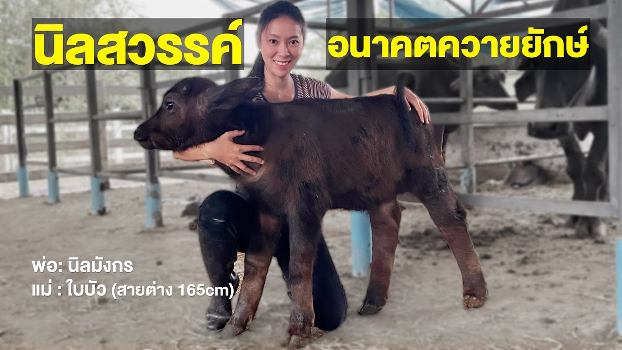 นิลสวรรค์อนาคตควายยักษ์