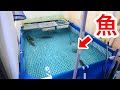 室内にプールを置いて大型魚を飼育するマニアの家がヤバ過ぎたｗｗｗ