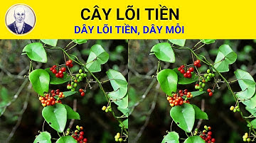 Cây lõi liền có tác dụng chữa trị bệnh gì? | Stephania longa Lour