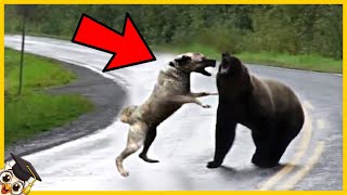 15 Razy Gdy Niedźwiedzie Zadarły Z Niewłaściwym Przeciwnikiem