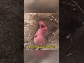 Bullied Monkey Becomes Friends With A Dog#animals #monkey #Friendship #Us #dog