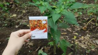 F1 Pack Benih Cabe Rawit Setan 35 Seeds Maica Leaf