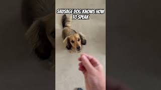 What cool tricks have you taught your sausage? #puppy #sausagedog #tricks #training #dog #dachshund