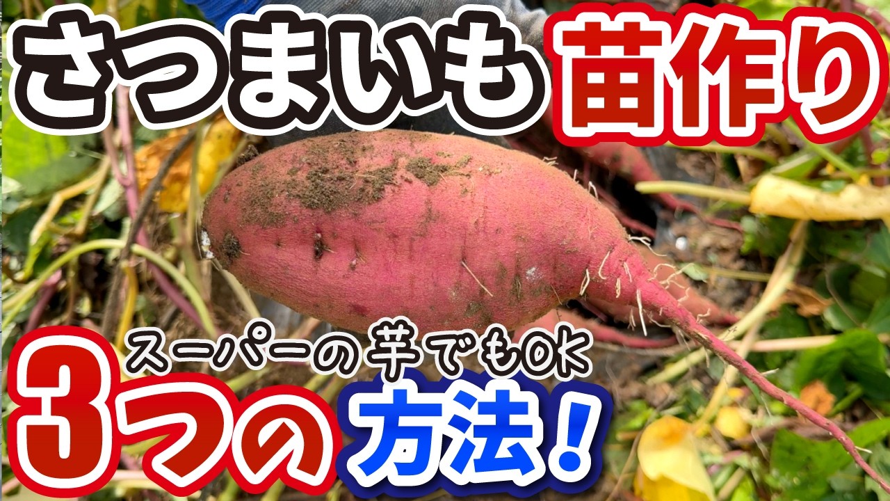 【スーパーの芋でも出来る】サツマイモの苗を自分で作る3つの方法【初心者】