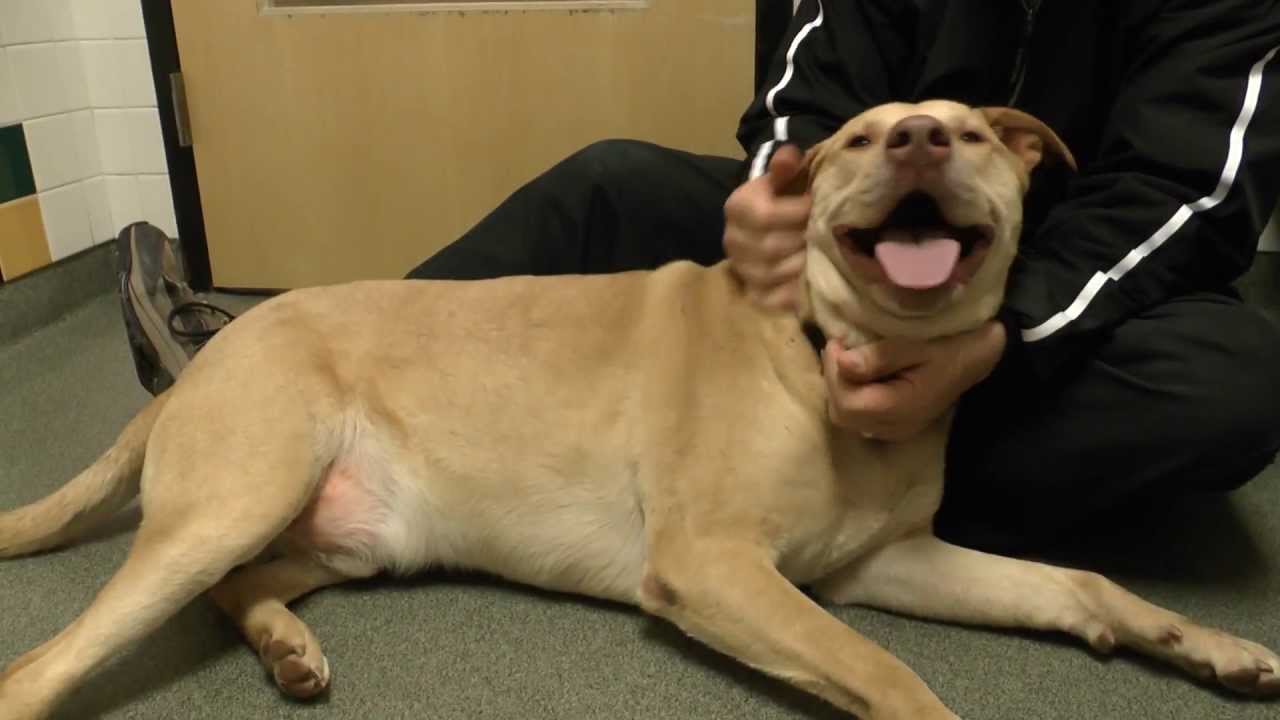 Adopt buddy love at ct humane society newington youtube