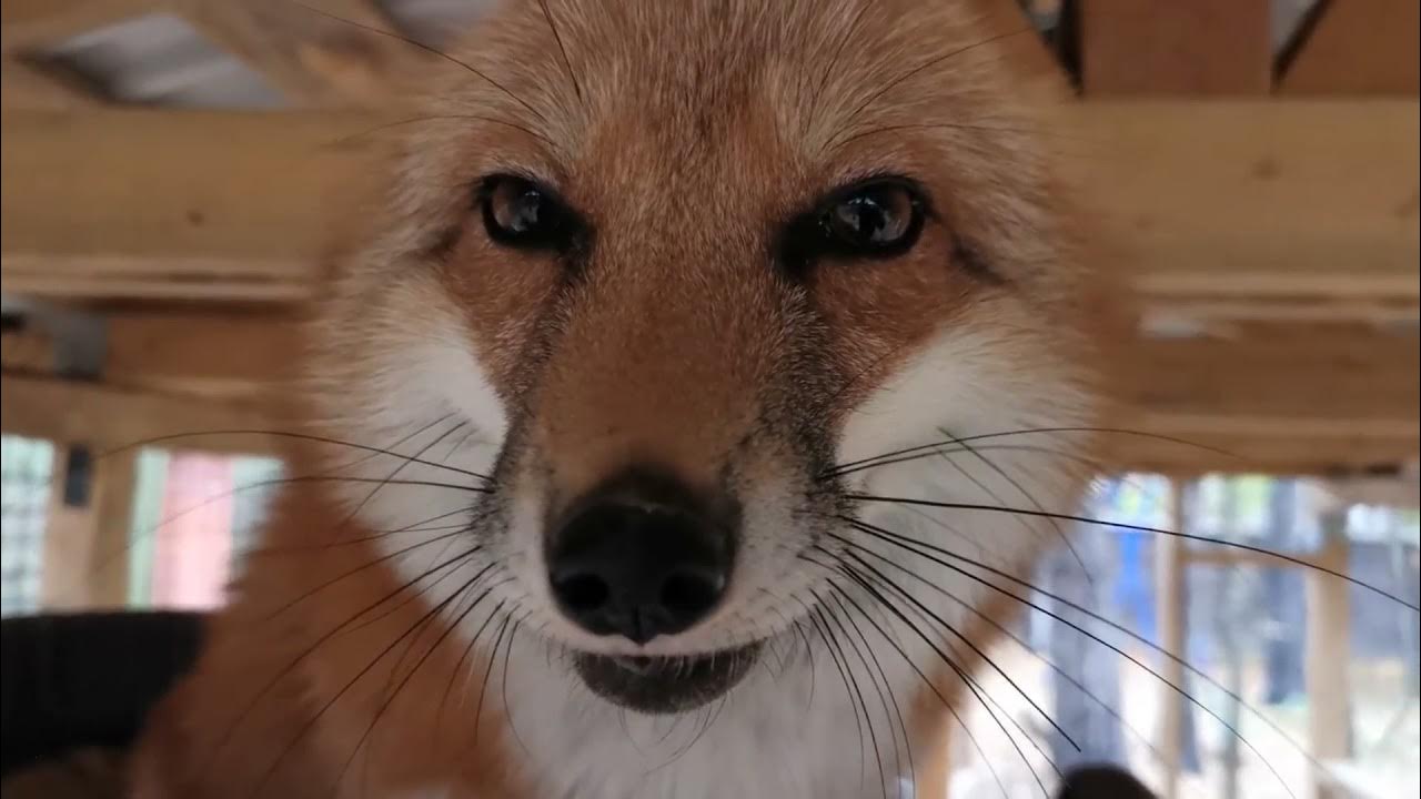 Она лиса брат. Испуганная лиса. Лиса загорает. Волк и лиса братья гримм читать. Лисы плавают.