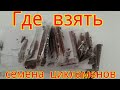 ЦИКЛАМЕН(Cуclamen). Где взять семена цикламена?