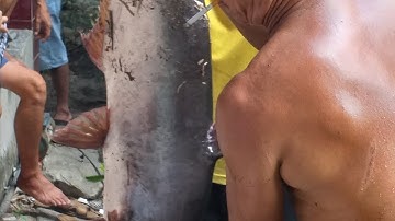 Cụ ông 65 tuổi quăng chài bắt con cá khủng.