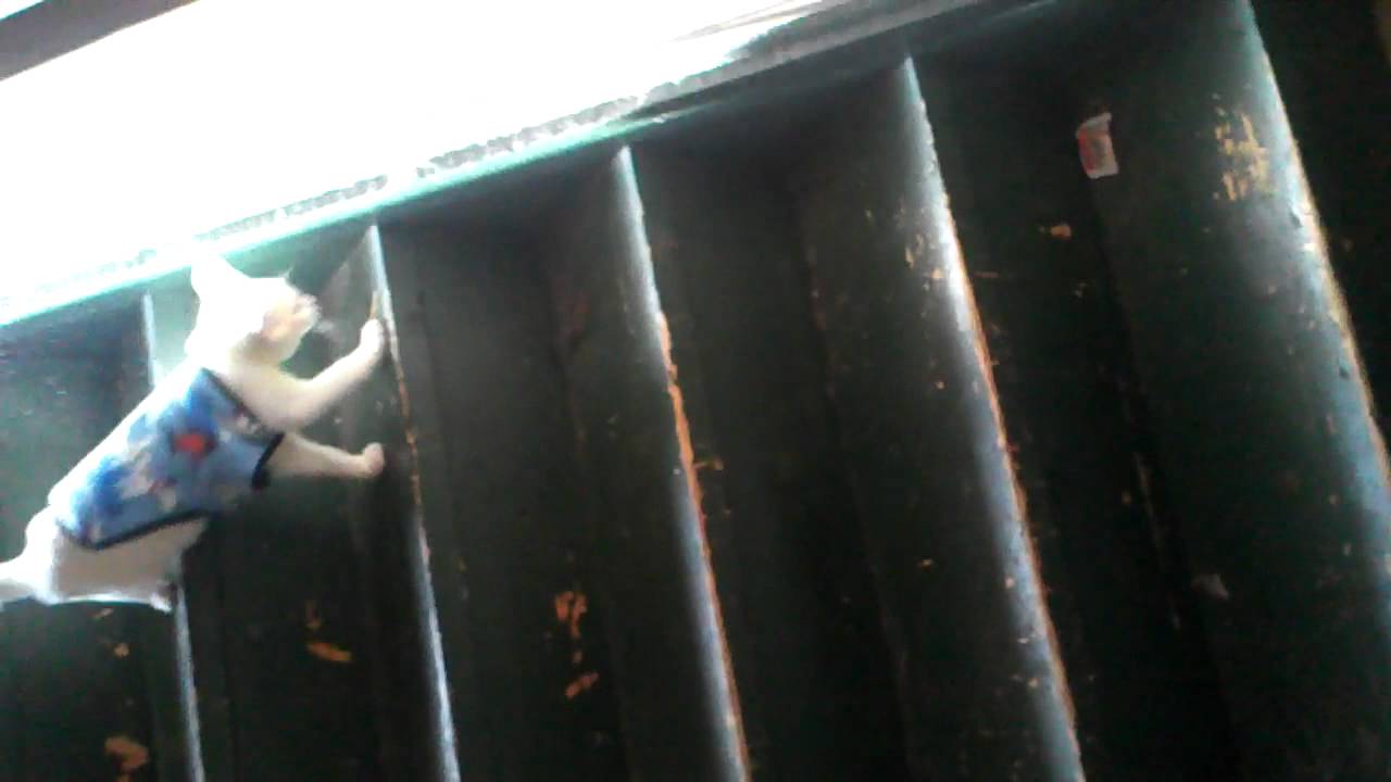 Cat falling downstairs YouTube