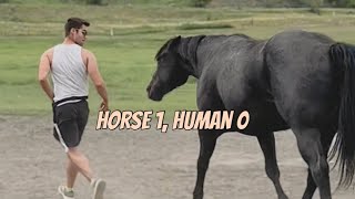 Playing Tag With A Cutting Horse