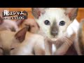 Siamese cats journey - Go to see the kitten who will be new family.