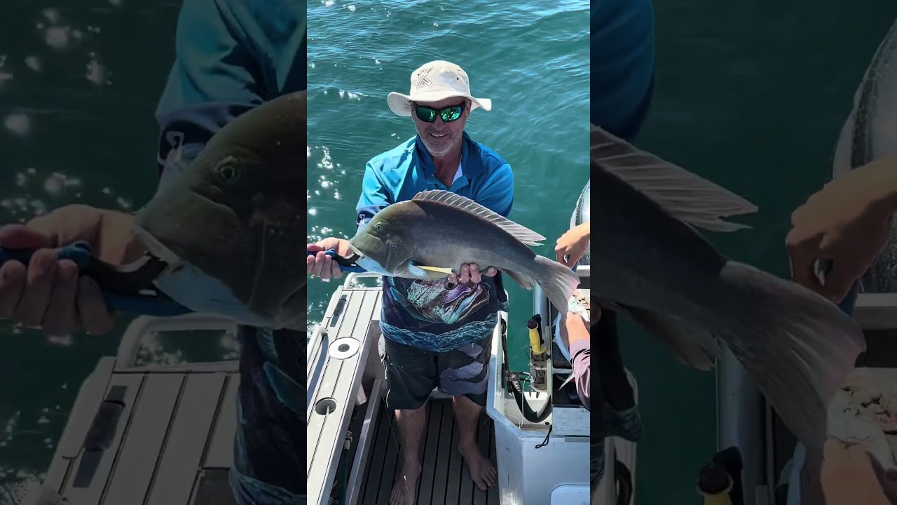 HOOTER Baldchin Groper in the Shallows