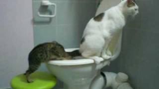 CAT URI-Нужно учить не рассказом, а работой и показом. CAT URI-Нужно учить не рассказом, а работой и показом.
