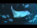 Georgia Aquarium Welcomes Third Manta Ray!