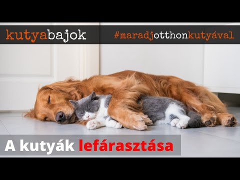 Videó: A Kutyák Obszesszív Viselkedése Az Emberek Autizmusához Köthető