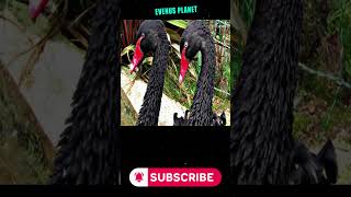 AVES DE PLUMAJE NEGRO EN LA NATURALEZA.