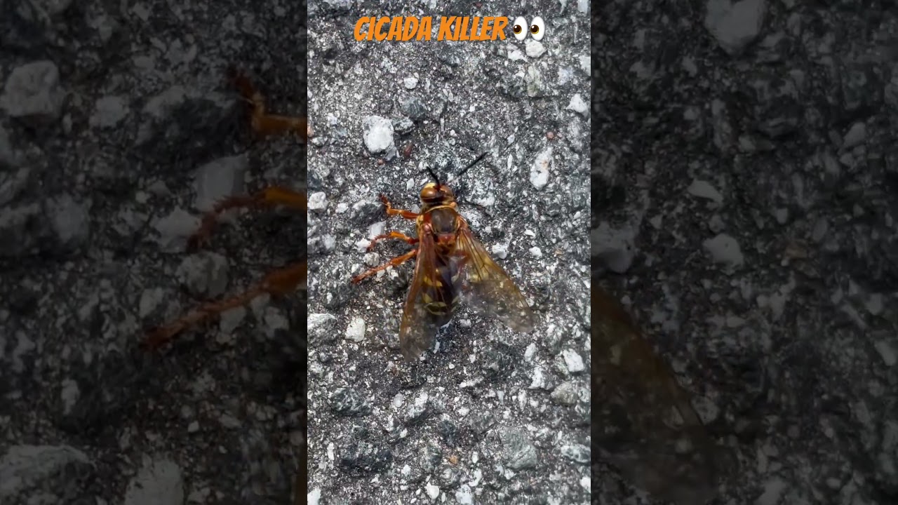 These are huge solitary wasps that yes hunt cicadas 👀
