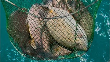 Bí quyết tạo ổ Cá Dìa cho các bạn câu thật là hiệu quả ( tập 214 )