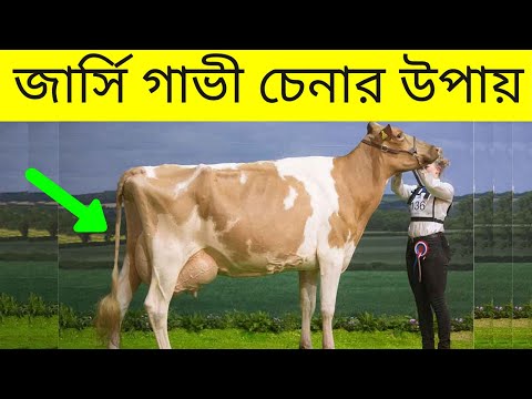 ভিডিও: জার্সি গাভীর বৈশিষ্ট্য