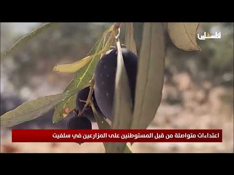 اعتداءات متواصلة من قبل المستوطنين على المزارعين في سلفيت