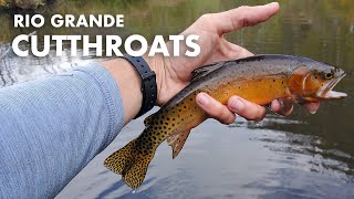 Catching Rio Grande Cutthroat Trout in Colorado (Tenkara Fly Fishing)