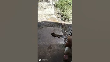 nay thì tới..rết bò vào nhà luôn