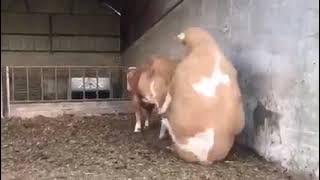 Sapi jumbo kawin