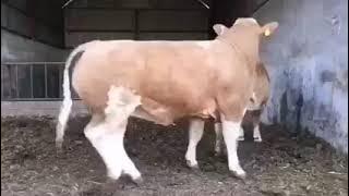 Sapi jumbo kawin