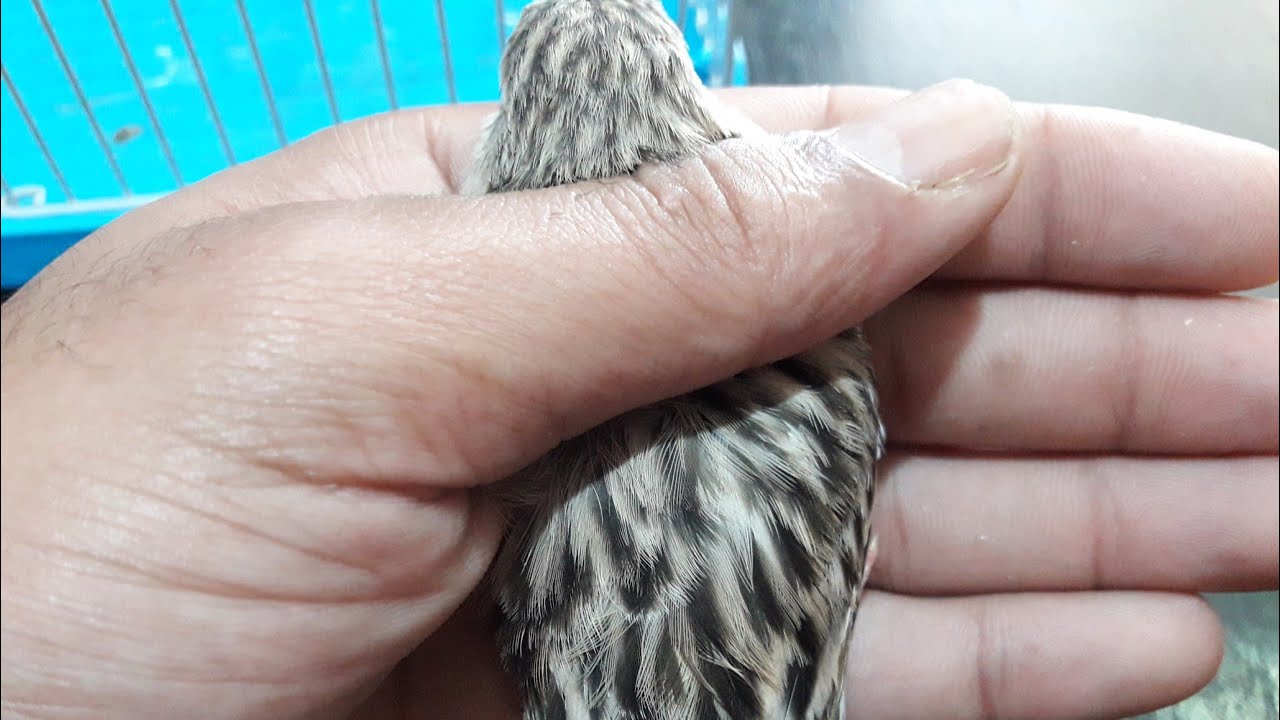 طفرة الأغات عند الكناري مميزاتها أنواعها و ثمنها في الأسواق