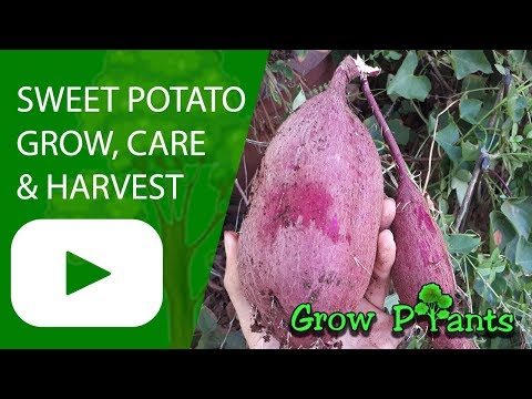 Sweet potato - growing & harvesting (Purple Sweet potato)