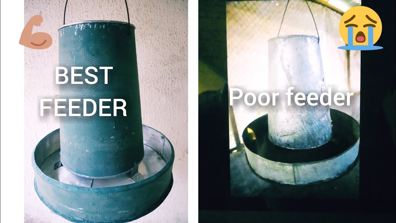 BEST CHICKEN FEEDER TO REDUCE FEED WASTAGE IN BROILER PRODUCTION. YouTube