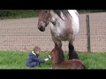 Belgian Draft Horses: breeding mare,foal,little boy and young girl