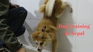 Dog Training Japanese Spitz Mix Youtube