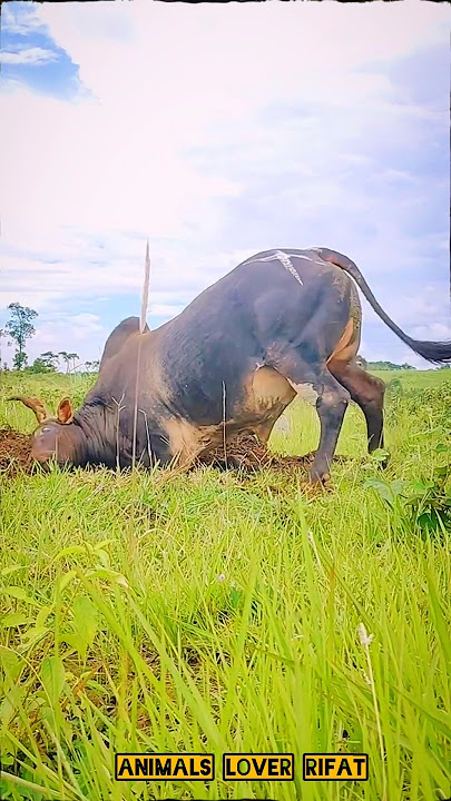 Fighting cows🔥💥💯 #গরু #cow #animals #shorts #viralvideos #foryou #2025