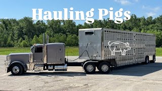 Hauling pigs for a day! 
