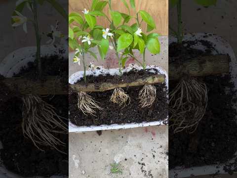 Video: Oranjetuinontwerp - Plante Vir 'n Lemoentuin