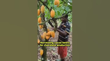Harvesting cocoa beans for chocolate production #cocoa #cocoabeans #chocolate #choco #shorts