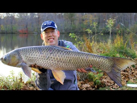 Video: What To Catch Grass Carp